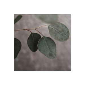 Eukalyptus